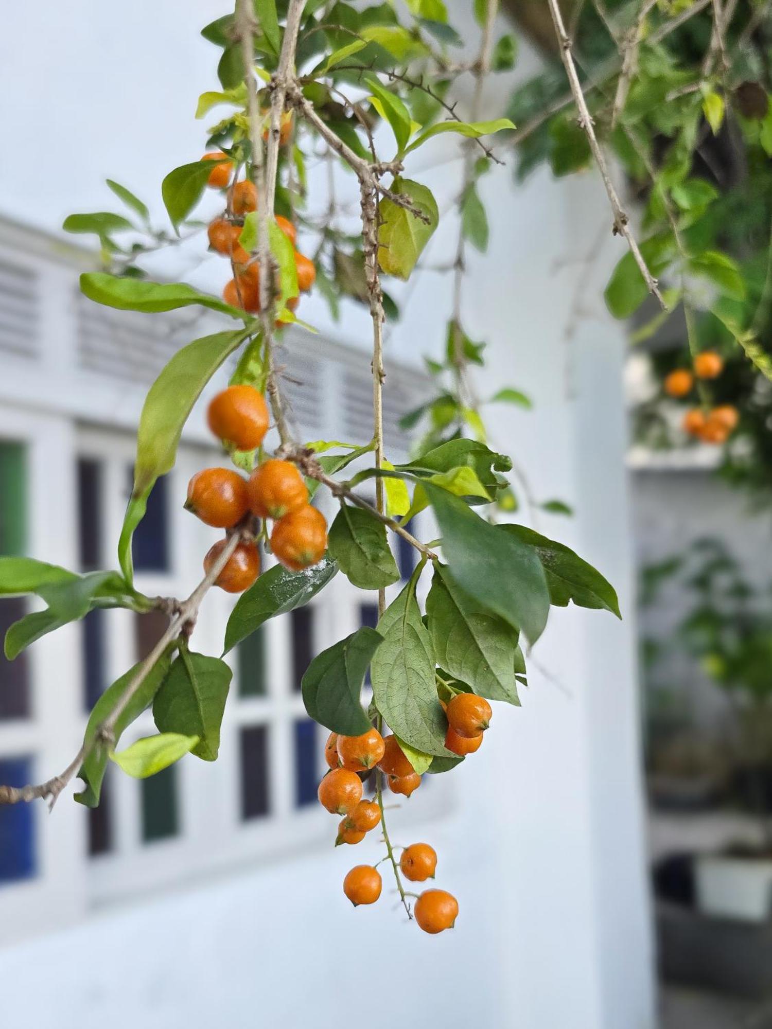 Hostel Chico Lessa Βιτόρια Εξωτερικό φωτογραφία